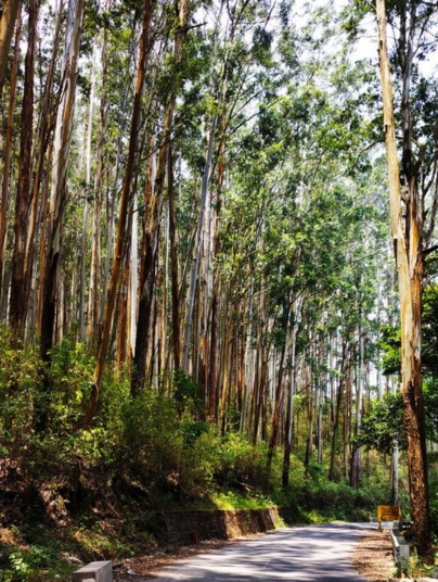 Daringbadi Pine Forest